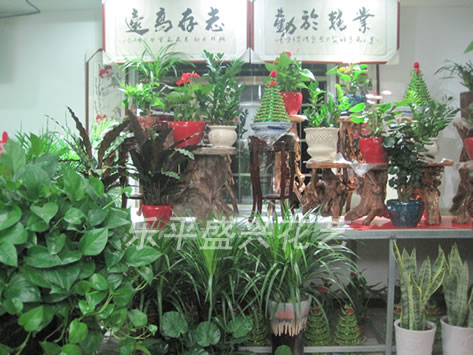 乐平盛兴花艺，乐平园林工程、乐平花卉