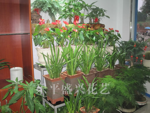 乐平盛兴花艺，乐平园林工程、乐平花卉
